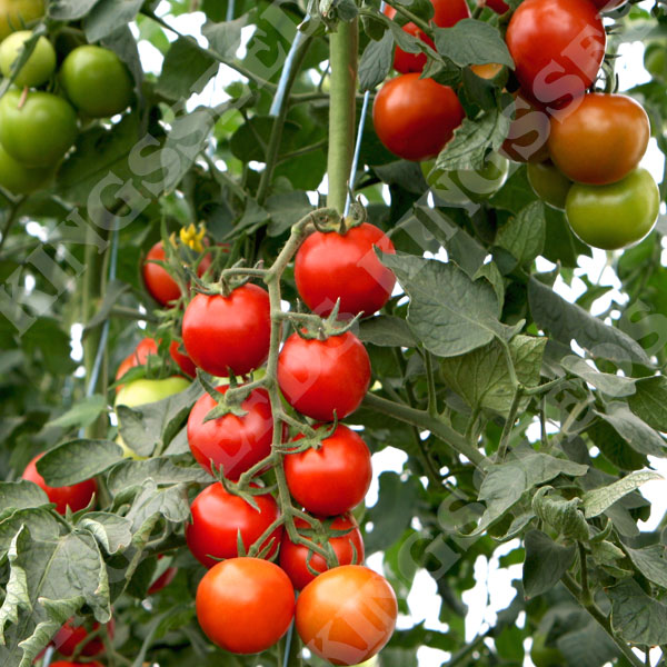 Tomatoes