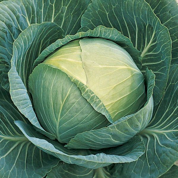 Cabbage