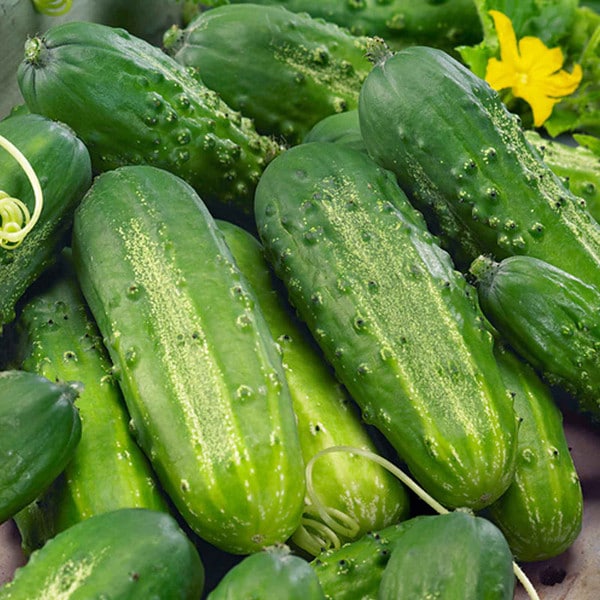 Cucumbers