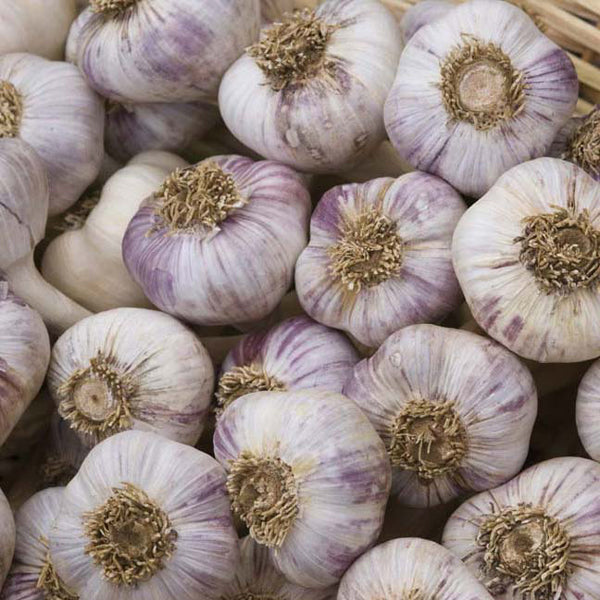 Garlic