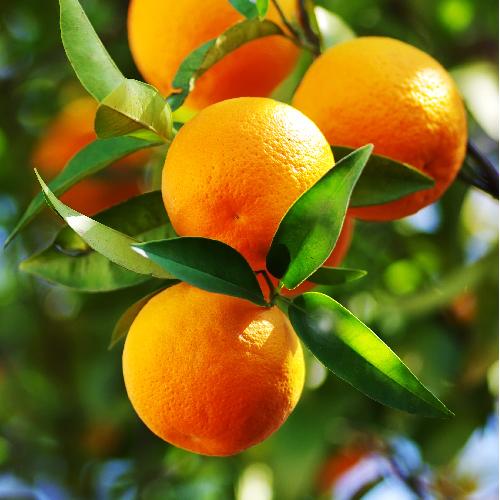 Oranges