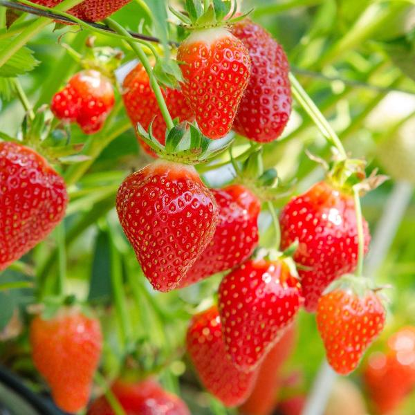 Strawberries