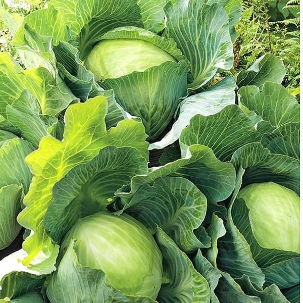 Cabbage
