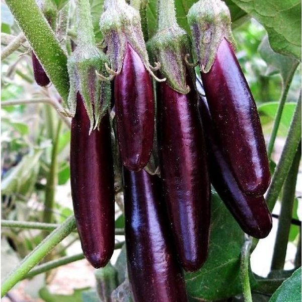 Eggplants