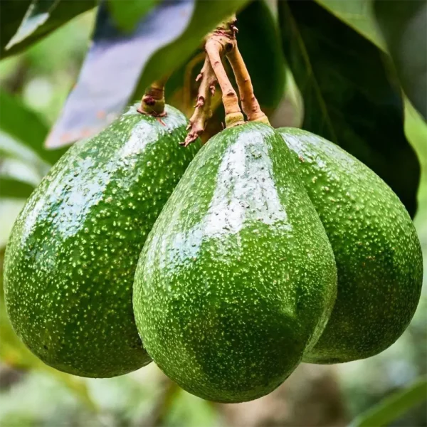 Avocado