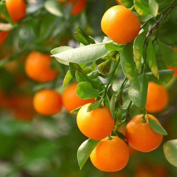 Clementines