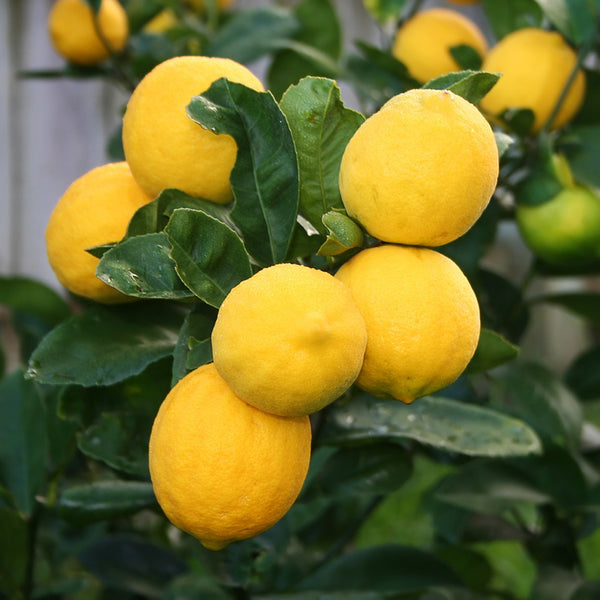 Lemons