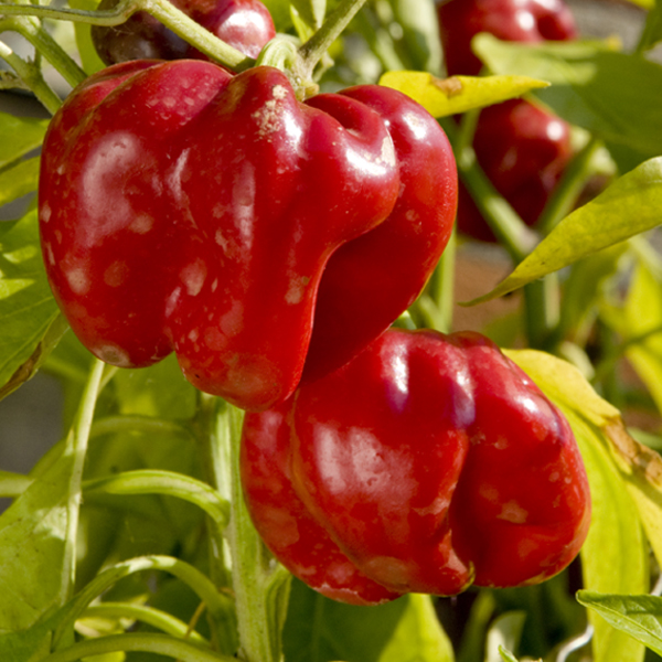 Peppers