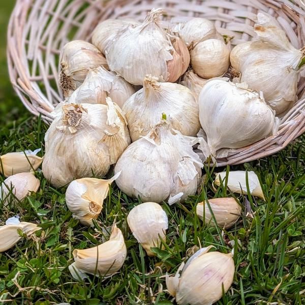 Garlic